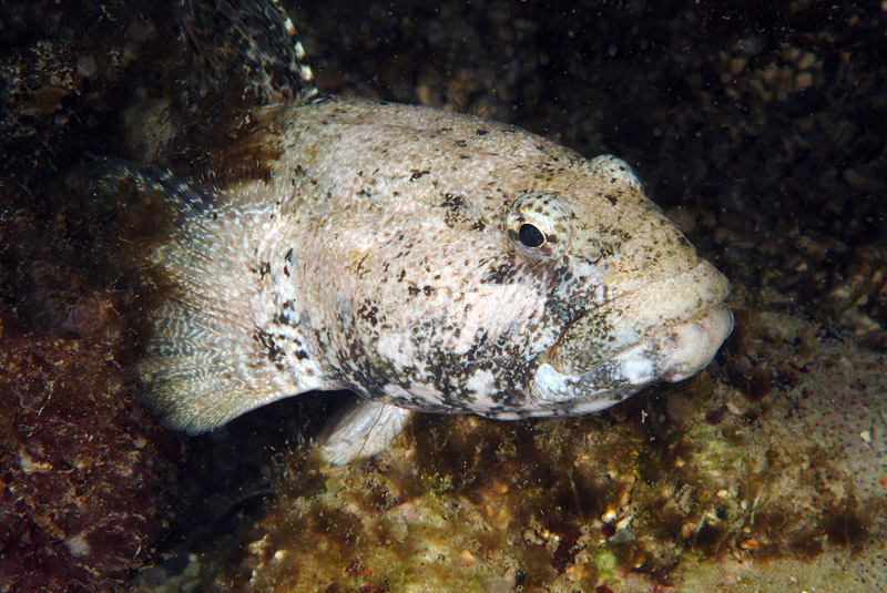 Gobius cobitis (ex-Zosterisessor ophiocephalus?)